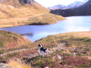 dog and arctic lake